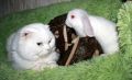 карликовые крольчата источник нежности