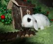 карликовые крольчата источник нежности